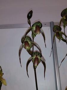 Paphiopedilum Hsinying Anita