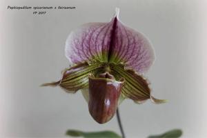 Paphiopedilum Niobe