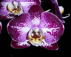 Phalaenopsis Jiuhbao Fairy