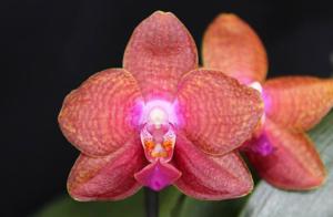 Phalaenopsis Pingtung Bronze Age