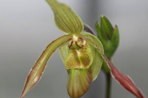 Phragmipedium Patti MacHale