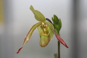 Phragmipedium Patti MacHale