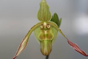 Phragmipedium Patti MacHale