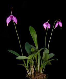 Masdevallia Ziegler's Love