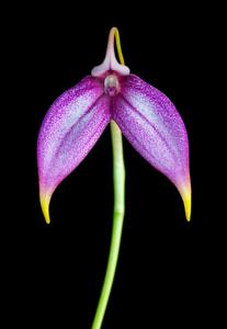 Masdevallia Ziegler's Love