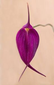 Masdevallia Machu Picchu