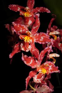 Oncidium Cooksoniae