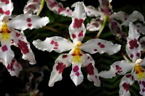 Oncidium Tribbles