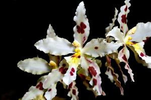 Oncidium Tribbles