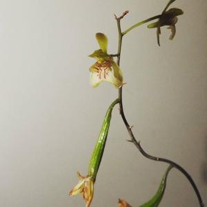 Oeceoclades petiolata-gracilima