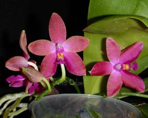 Phalaenopsis Violet Charm