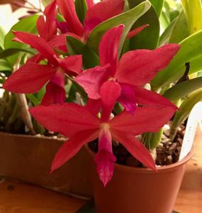 Cattleya Gratrixiae