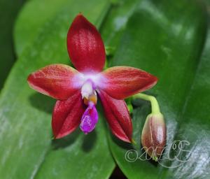 Phalaenopsis Tying Shin Fly Eagle