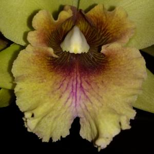 Rhyncholaeliocattleya Eva's Hija Primaveral