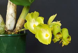 Catasetum Jamie Lawson XOXO