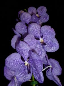 Vanda Rothschildiana