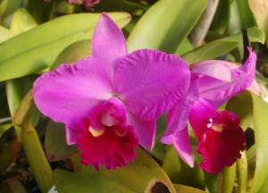 Rhyncholaeliocattleya Benimusume