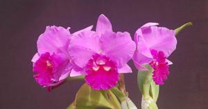 Rhyncholaeliocattleya Benimusume