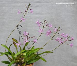 Myrmecolaelia fuchsii