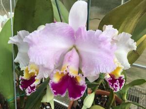 Cattleya Melecio Huerta