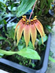 Bulbophyllum Perseus