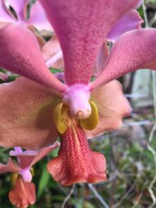 Papilionanda Maria Bos