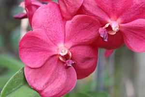 Vanda Suk Sumran Beauty