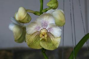 Vanda Nakorn Sawan