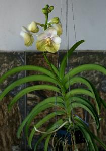 Vanda Nakorn Sawan