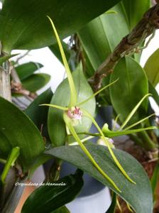 Dendrobium Pauline Rankin