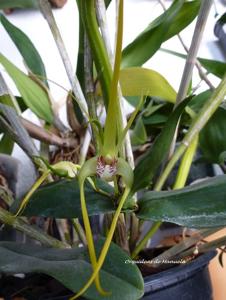 Dendrobium Pauline Rankin