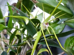 Dendrobium Pauline Rankin