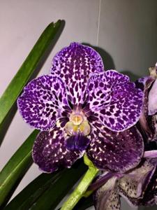 Vanda Trevor Rathbone