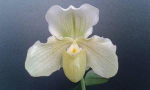 Paphiopedilum Elfin Snow