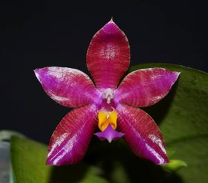 Phalaenopsis Conny's Jewel