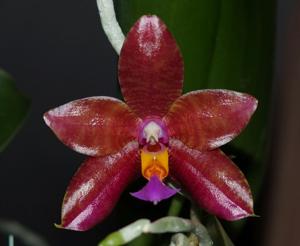 Phalaenopsis Conny's Jewel