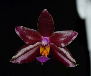 Phalaenopsis Conny's Jewel