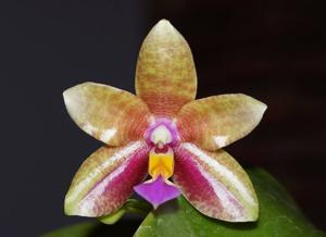 Phalaenopsis Conny's Jewel