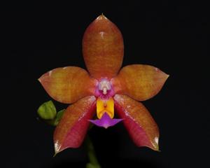 Phalaenopsis Conny's Jewel