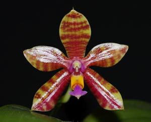 Phalaenopsis Conny's Jewel