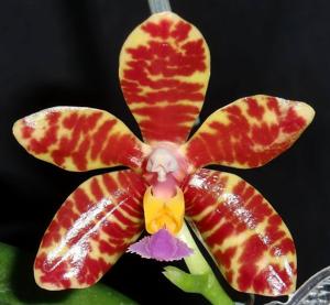 Phalaenopsis Spica