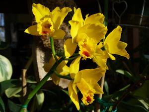 Rhyncholaeliocattleya Husky Boy