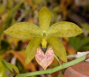 Cycnodes Troublemaker