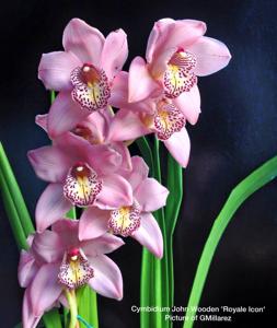 Cymbidium John Wooden