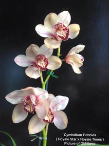 Cymbidium Pebbles