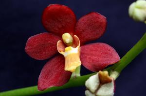 Sarcochilus Velvet