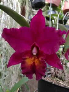 Rhyncholaeliocattleya Memoria Cecil Barrier