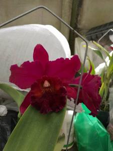 Rhyncholaeliocattleya Memoria Cecil Barrier