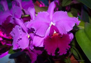 <i>Cattleya</i> Betty Ford