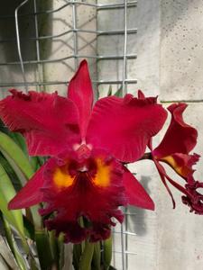 Rhyncholaeliocattleya Red Oconee